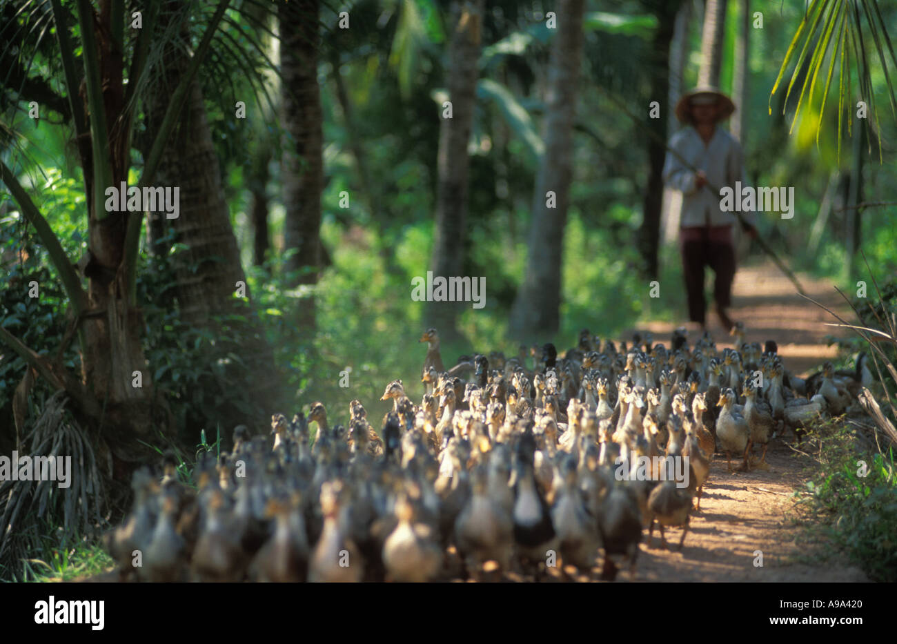 Farm worker with flock of ducks Ben Tre Province Mekong Delta Vietnam Stock Photo