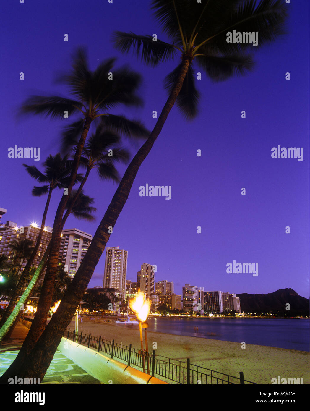 Tall palm trees of waikiki hi-res stock photography and images - Alamy