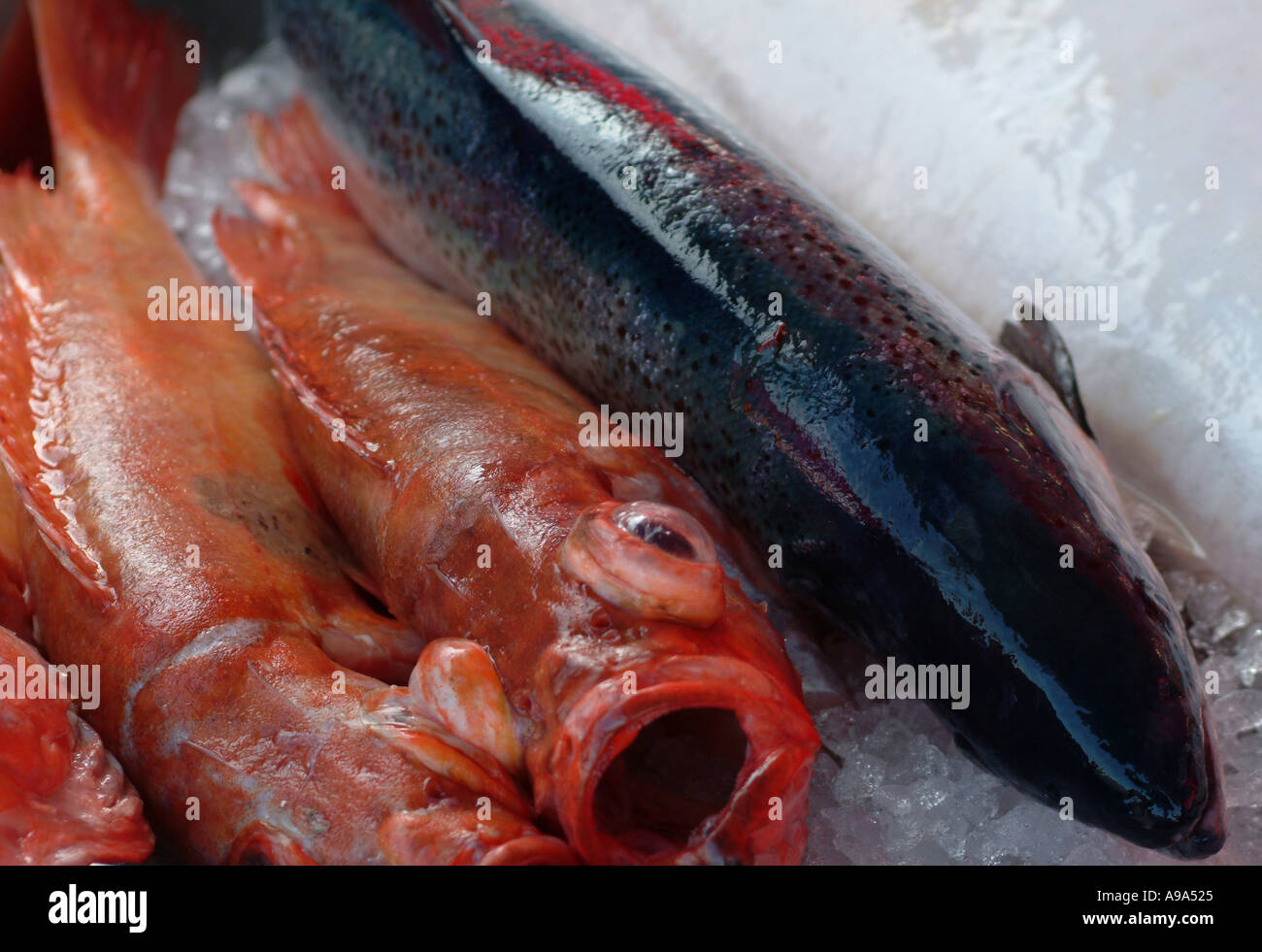 Red Mullett and Salmon on Sale at Bergen Fish Market Stock Photo