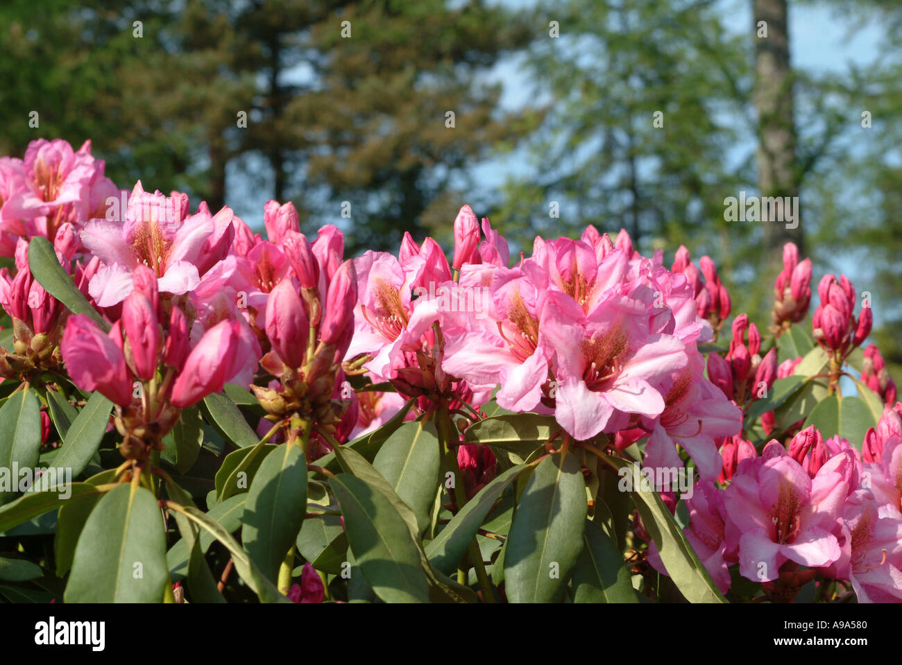 Large leaved rhododendron hi-res stock photography and images - Alamy