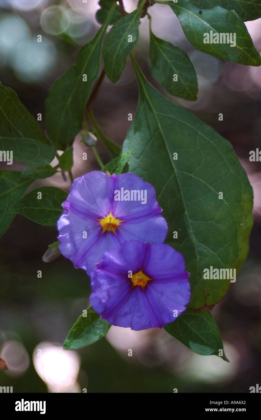 Two purple and yellow flowers hi-res stock photography and images - Alamy