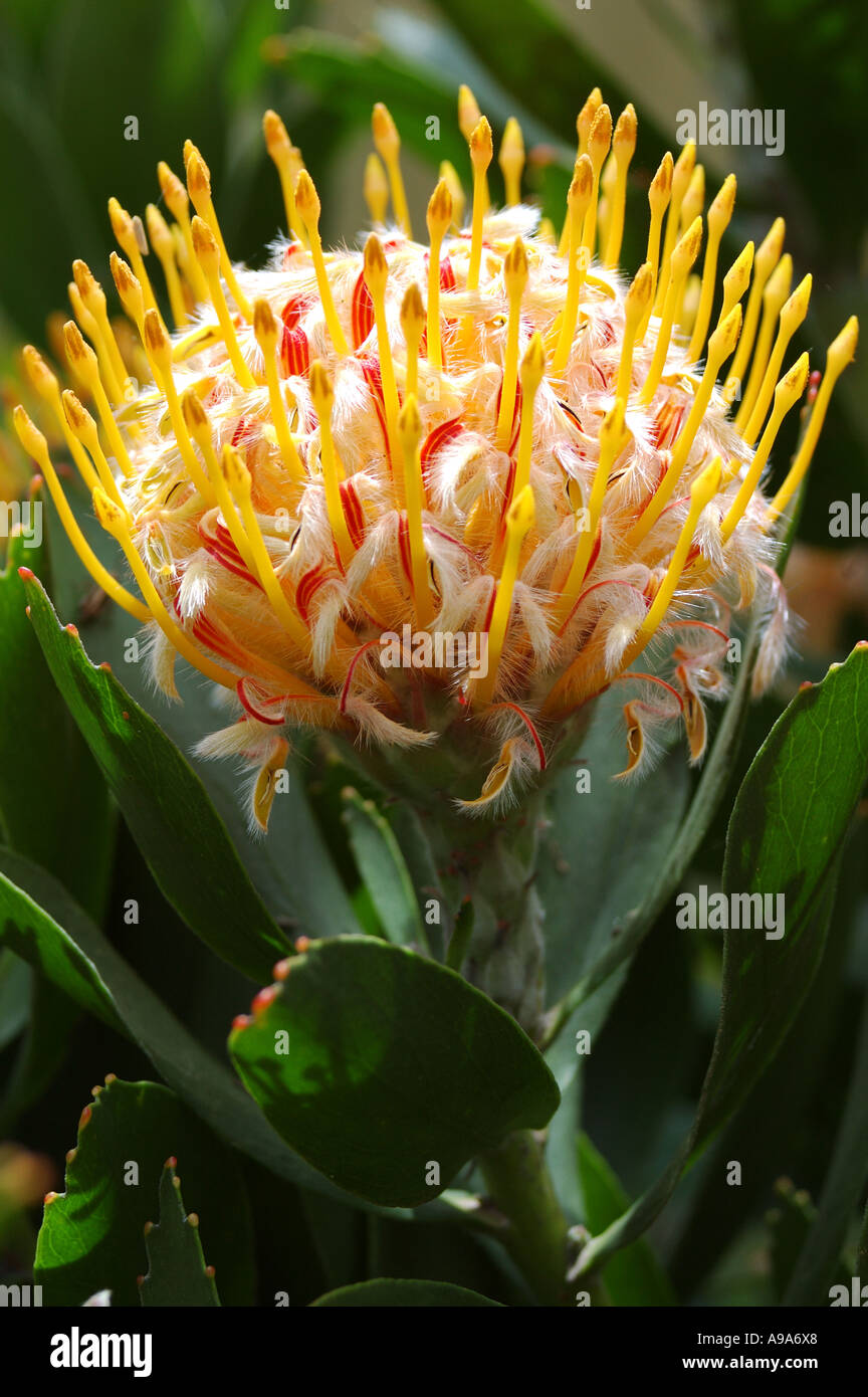 Yellow Waratah flower Stock Photo Alamy