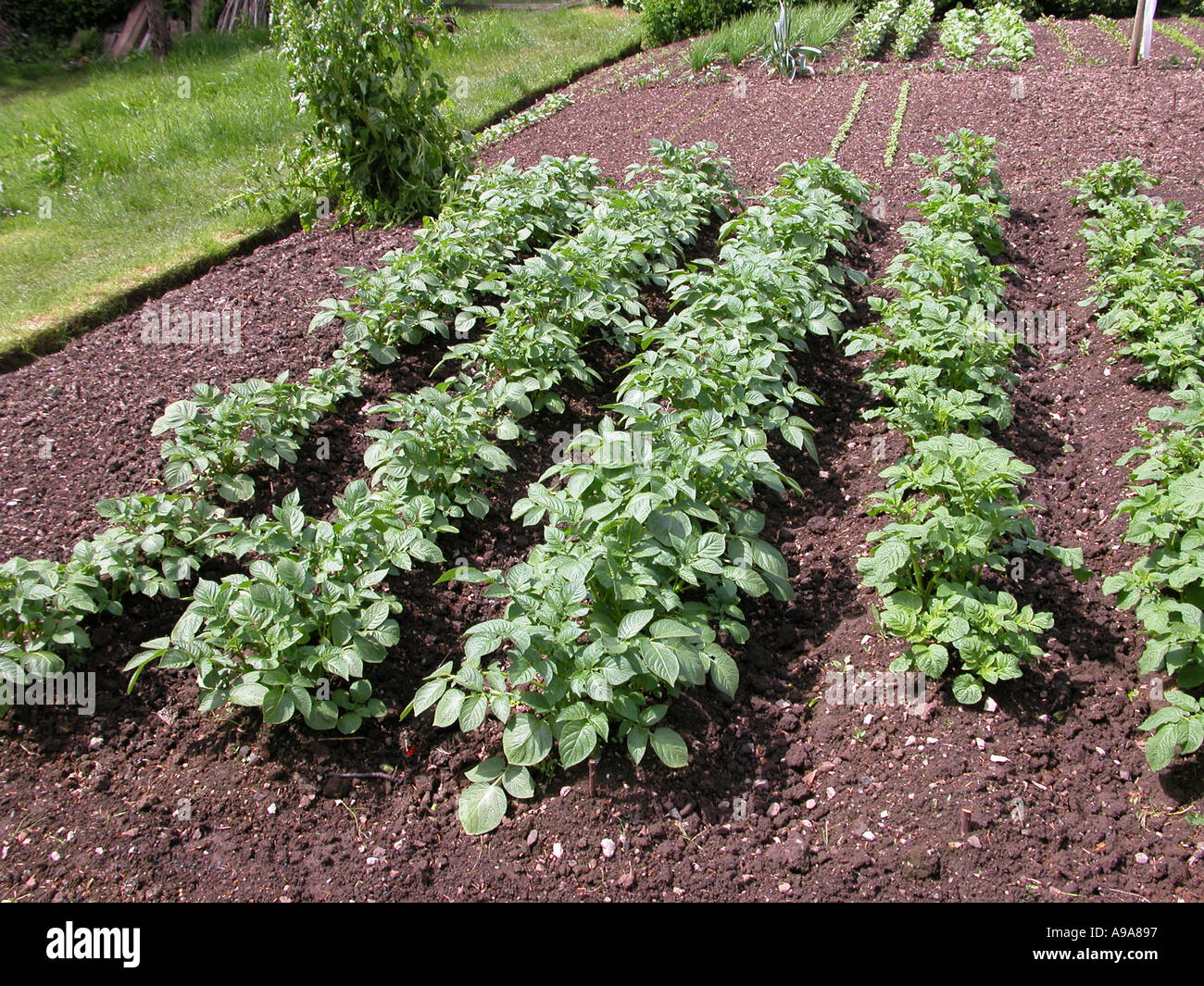 potatoes growing in garden Stock Photo