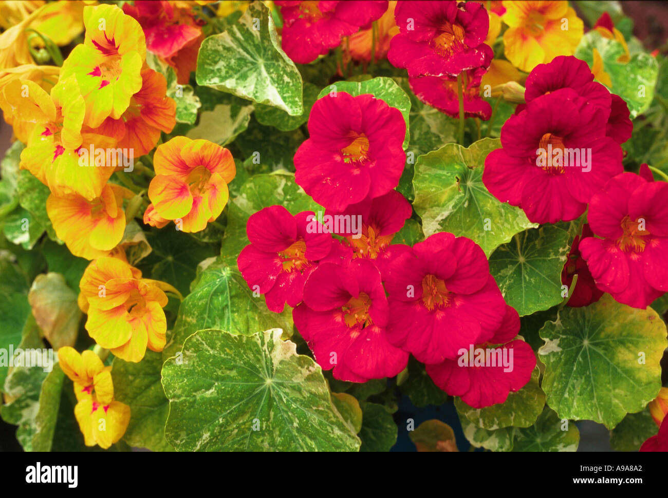 Nasturtium alaska hires stock photography and images Alamy