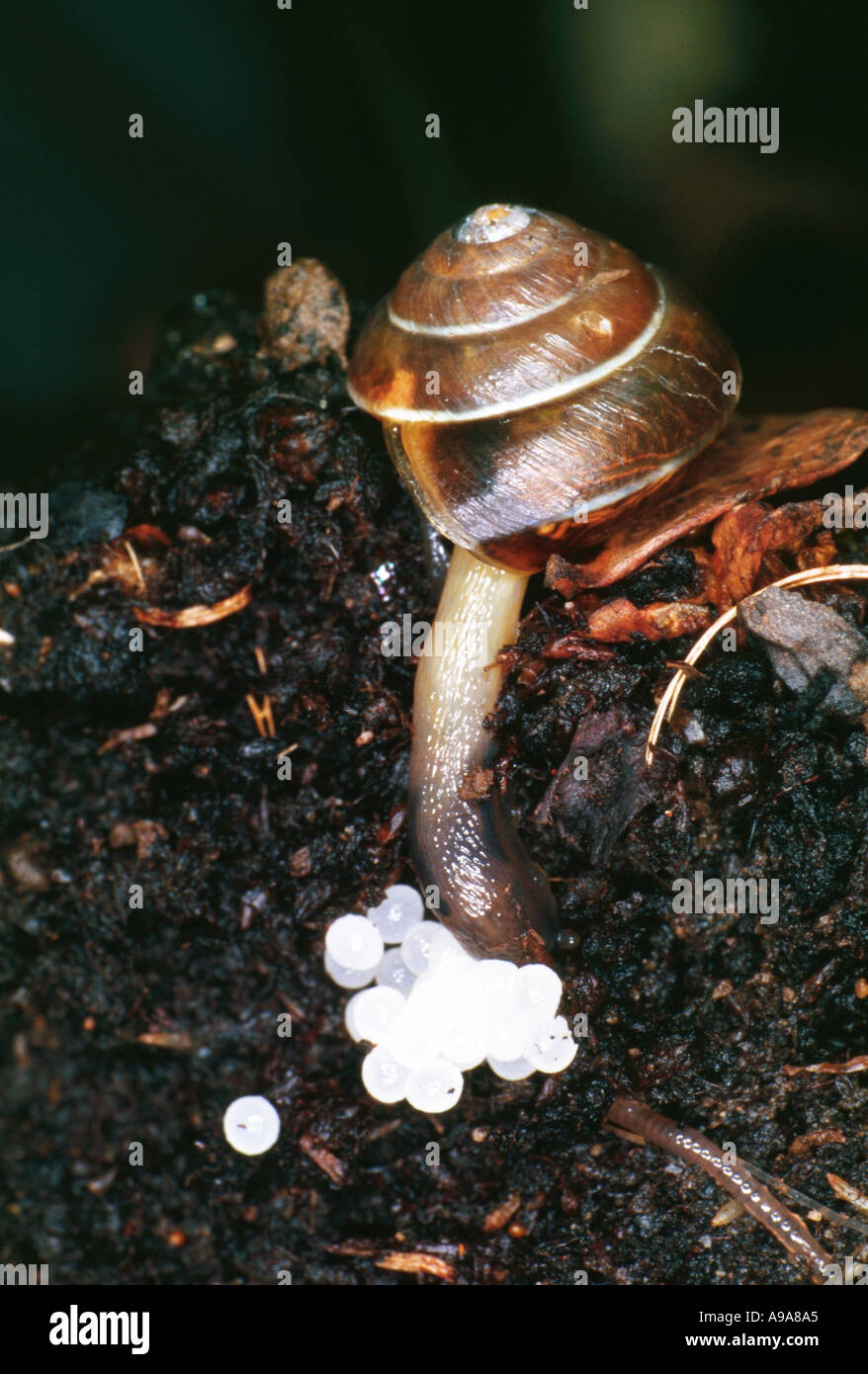 Snail laying eggs Stock Photo Alamy