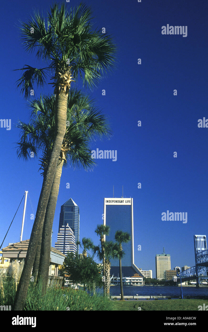 PALMS DOWNTOWN SKYLINE JACKSONVILLE FLORIDA USA Stock Photo Alamy