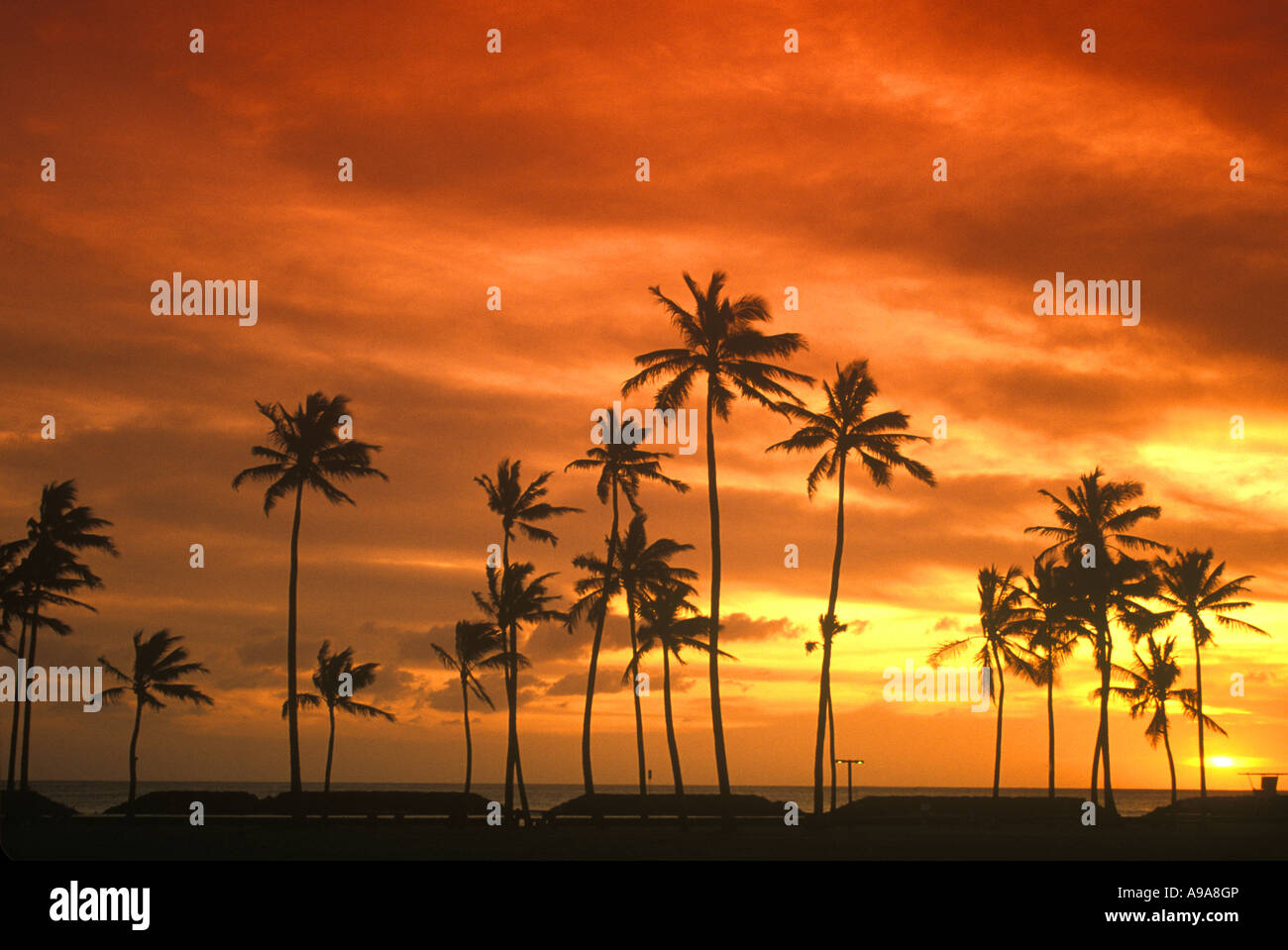 Palm trees ala moana hi-res stock photography and images - Alamy