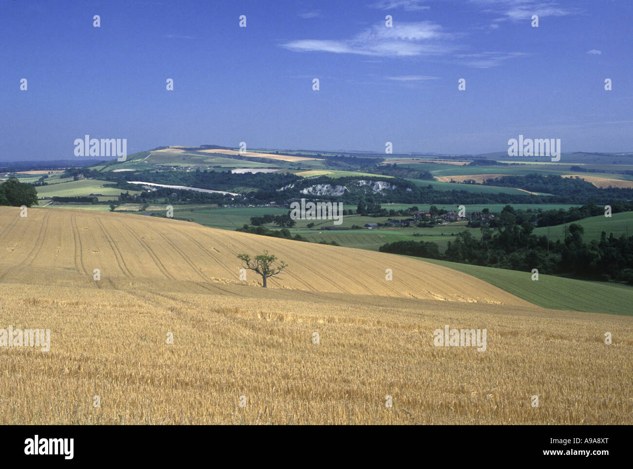 WHEATFIELDS SOUTH DOWNS ARUNDEL WEST SUSSEX ENGLAND UK Stock Photo