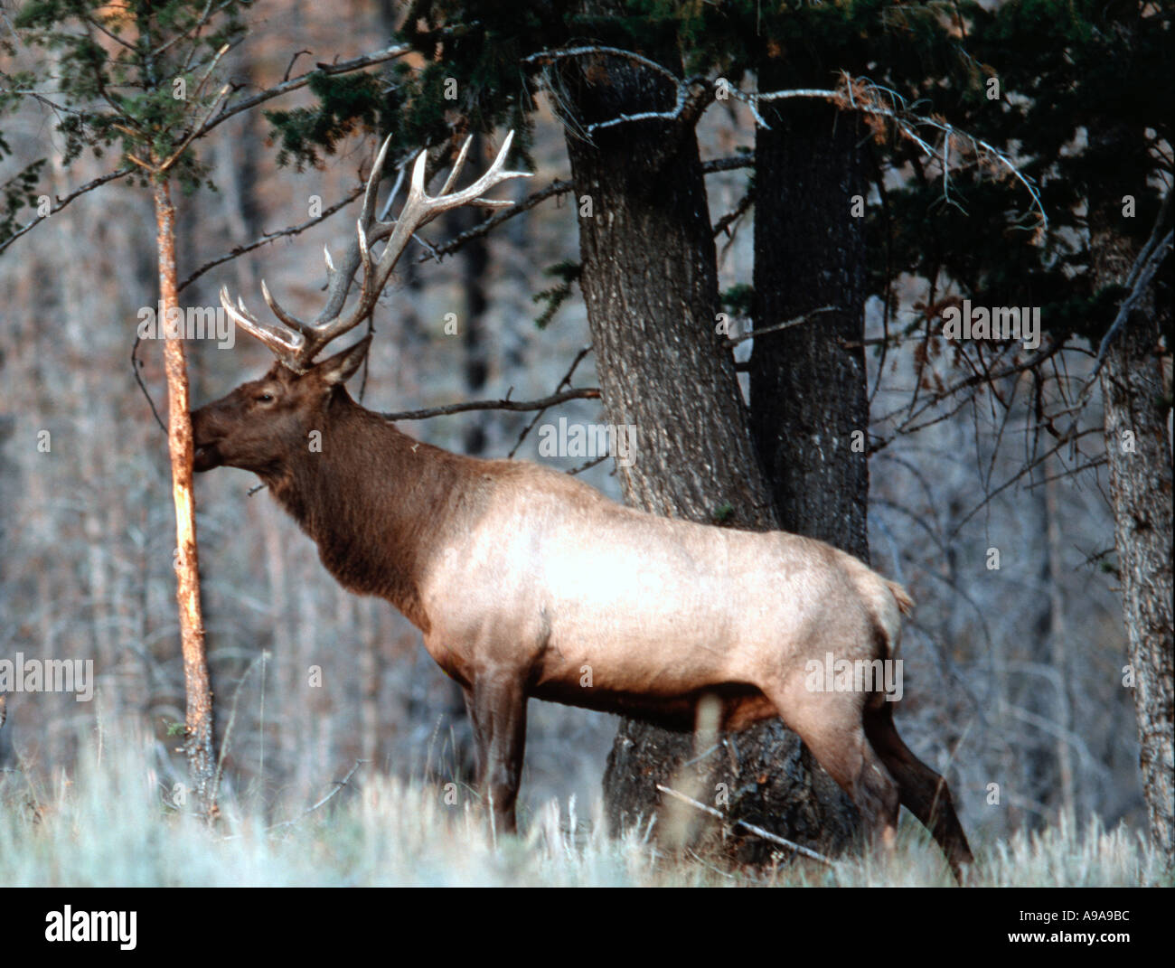 Rocky Mountain Bull Elk or Wapiti Cervus Elaphus shown rubbing his antlers against a small sapling during the fall rutt Stock Photo