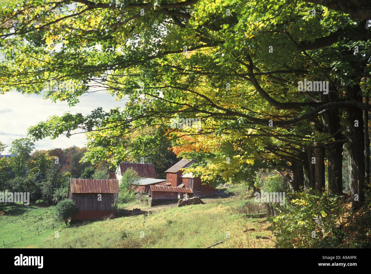 FALL FOLIAGE JENNE FARM READING VERMONT USA Stock Photo Alamy