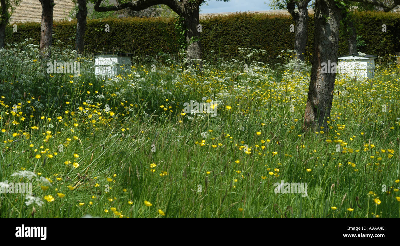 Bee hives in an Orchard in rural England Stock Photo