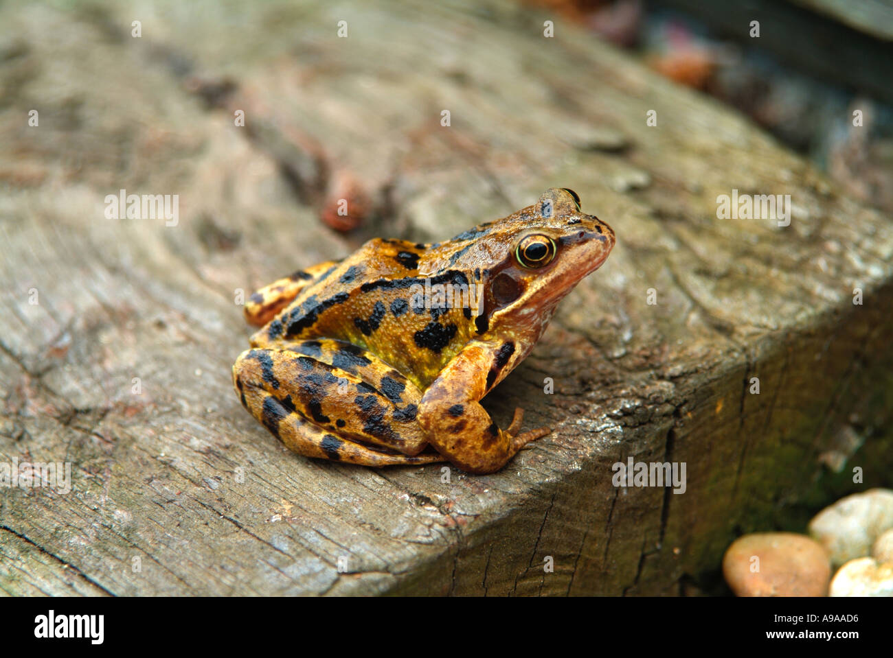Common Frog Rana Temporaria Stock Photo