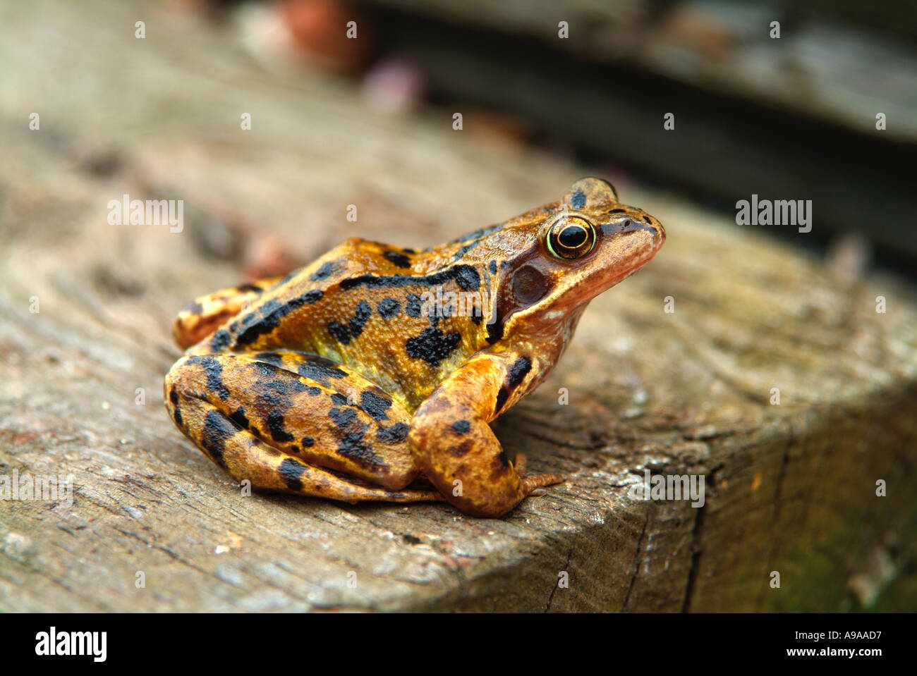 Common Frog Rana Temporaria Stock Photo