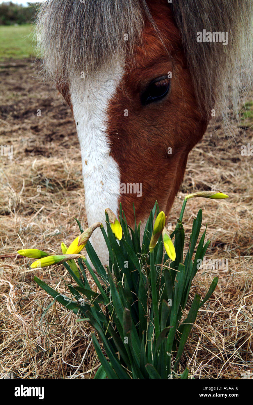 Horse eating yellow flowers Stock Photo Alamy