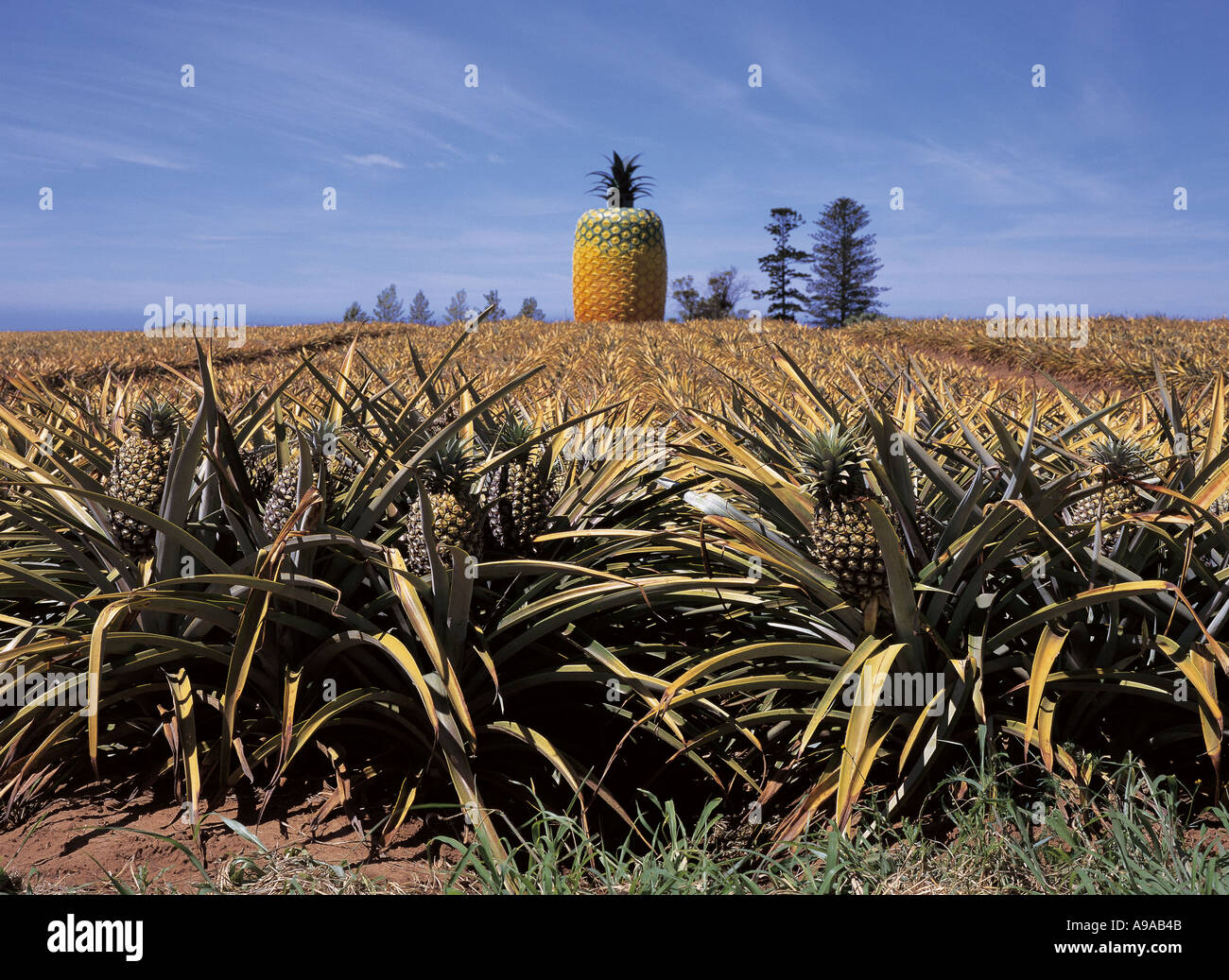 South Africa, Pineapple farm in the Eastern Cape Stock Photo Alamy