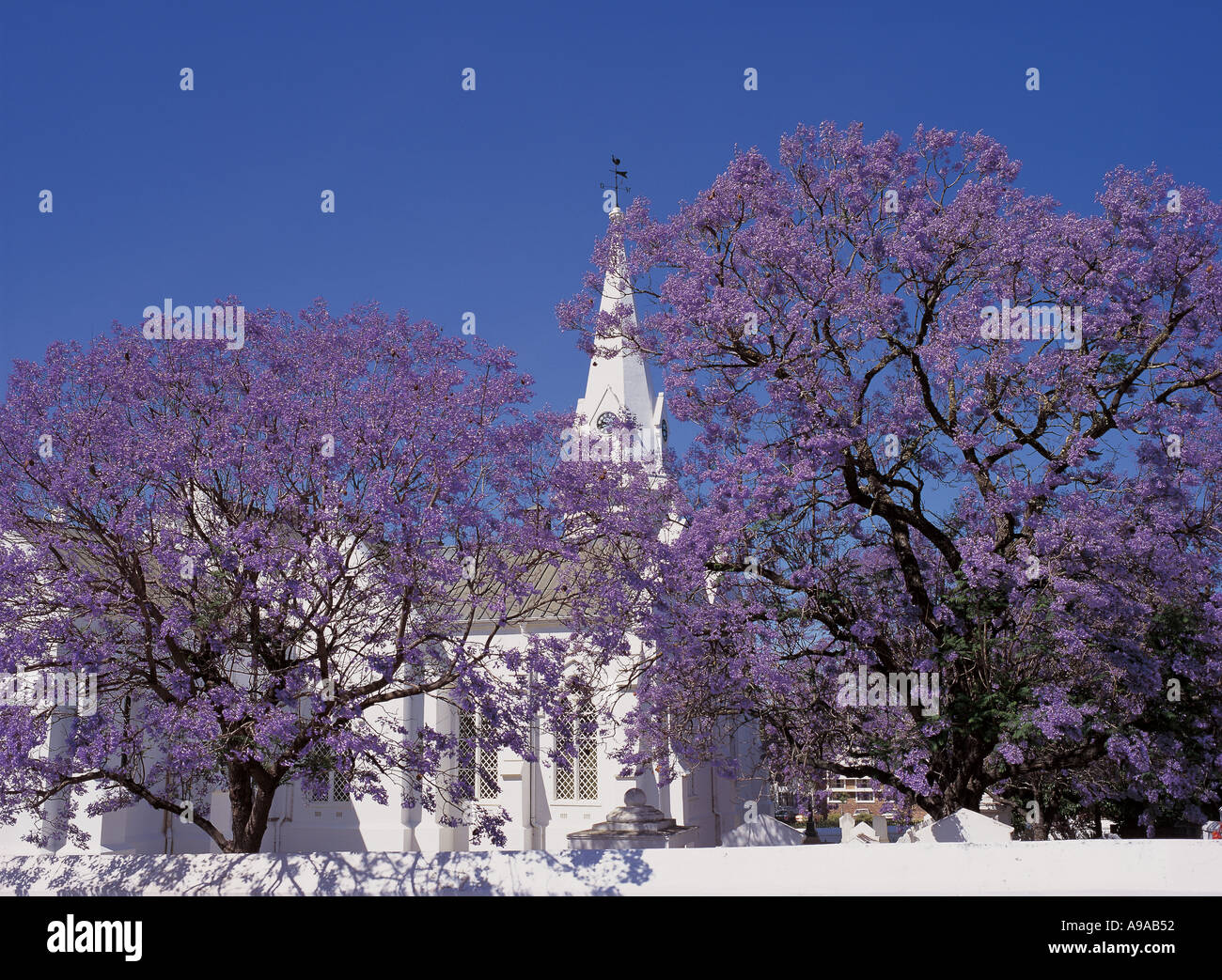 South Africa Jacaranda trees in blossom around a churchyard in Malmesbury town centre in the Western Cape Stock Photo