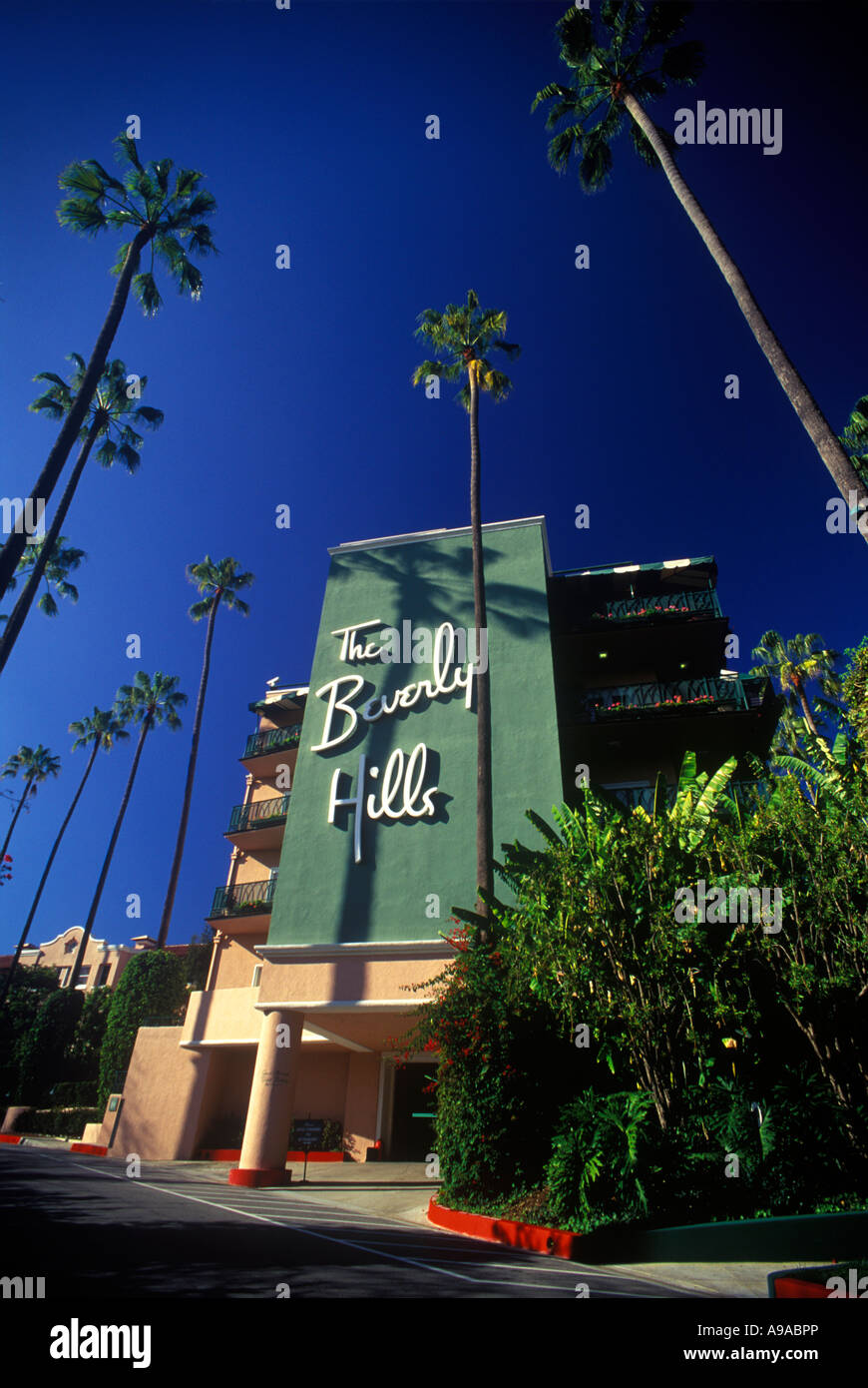 TALL PALM TREES THE BEVERLY HILLS HOTEL SIGN BEVERLY HILLS LOS ANGELES CALIFORNIA USA Stock