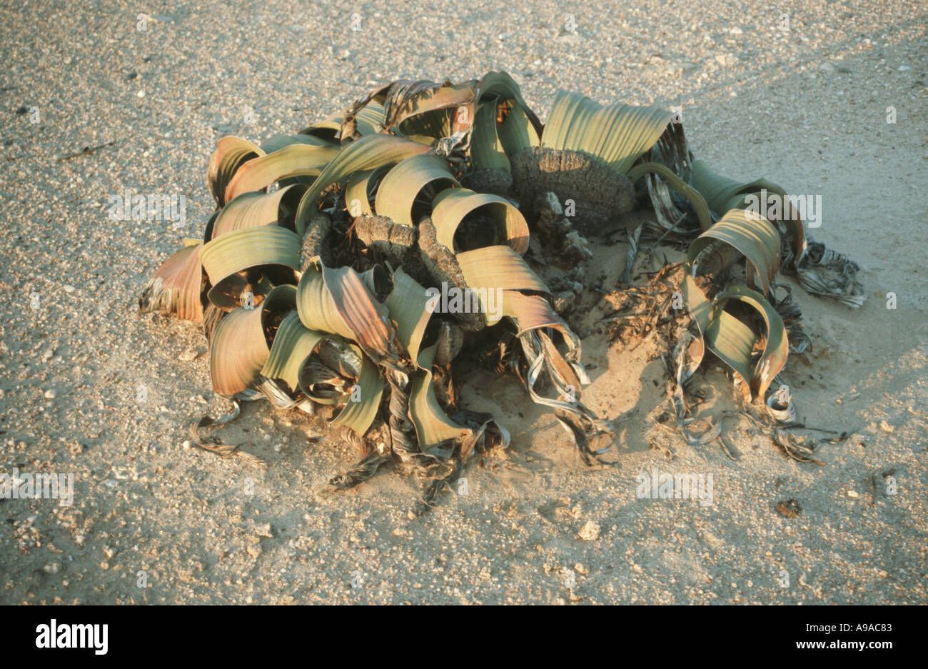 Welwitschia mirabilis a fossil like plant found only in the Namib Desert Namibia  Southern Africa Stock Photo