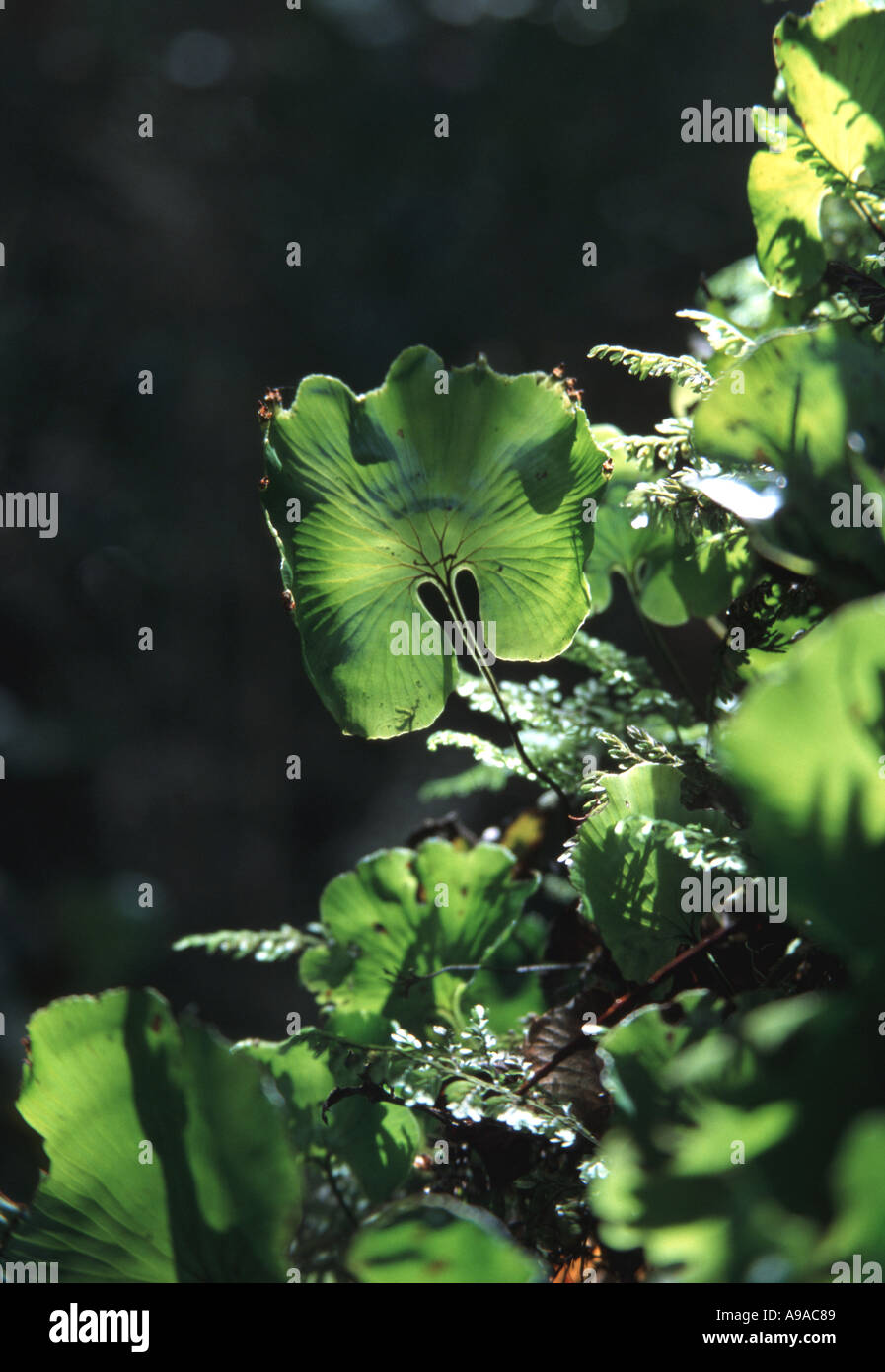 Kidney fern in the rain forest showing marginal sori of spores in New Zealand Stock Photo