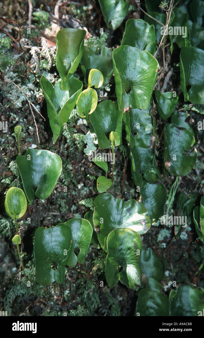 Kidney fern group in the rain forest North Island New Zealand Stock Photo