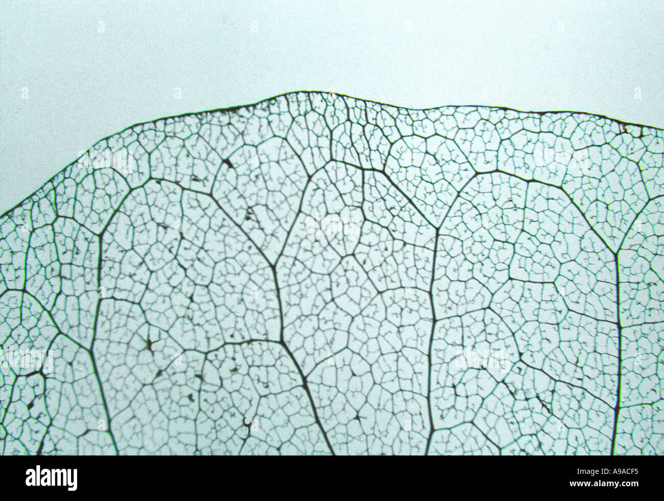 Netted venation hires stock photography and images Alamy