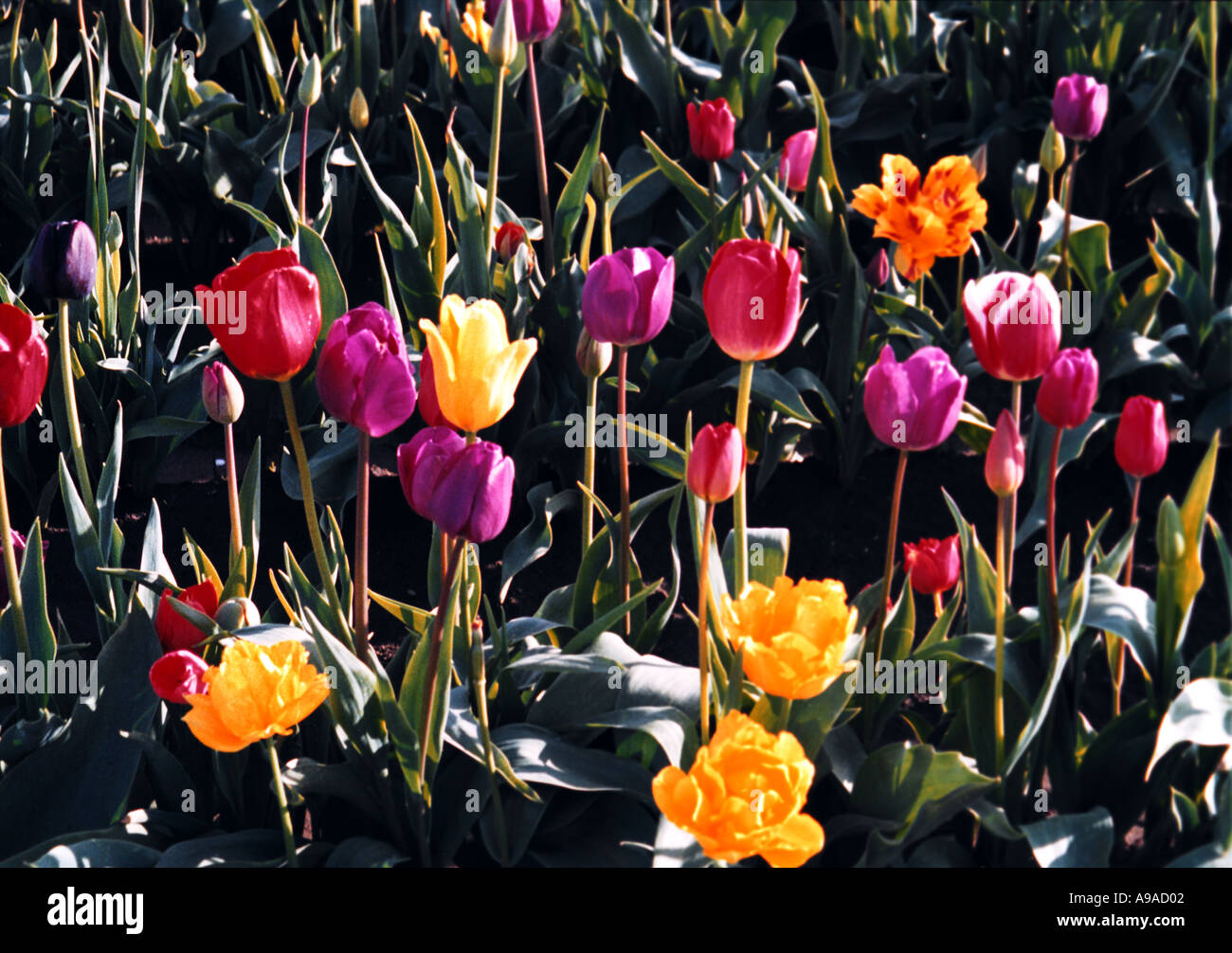 Bulb blossom hi-res stock photography and images - Alamy