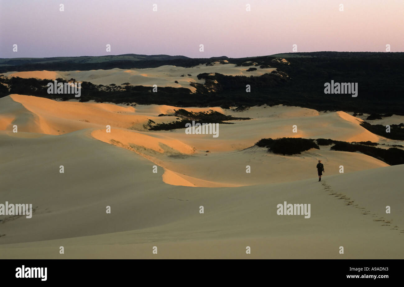 Hiker on dune field, Alexandria Trail, Woody Glen Nature Reserve, South Africa Stock Photo