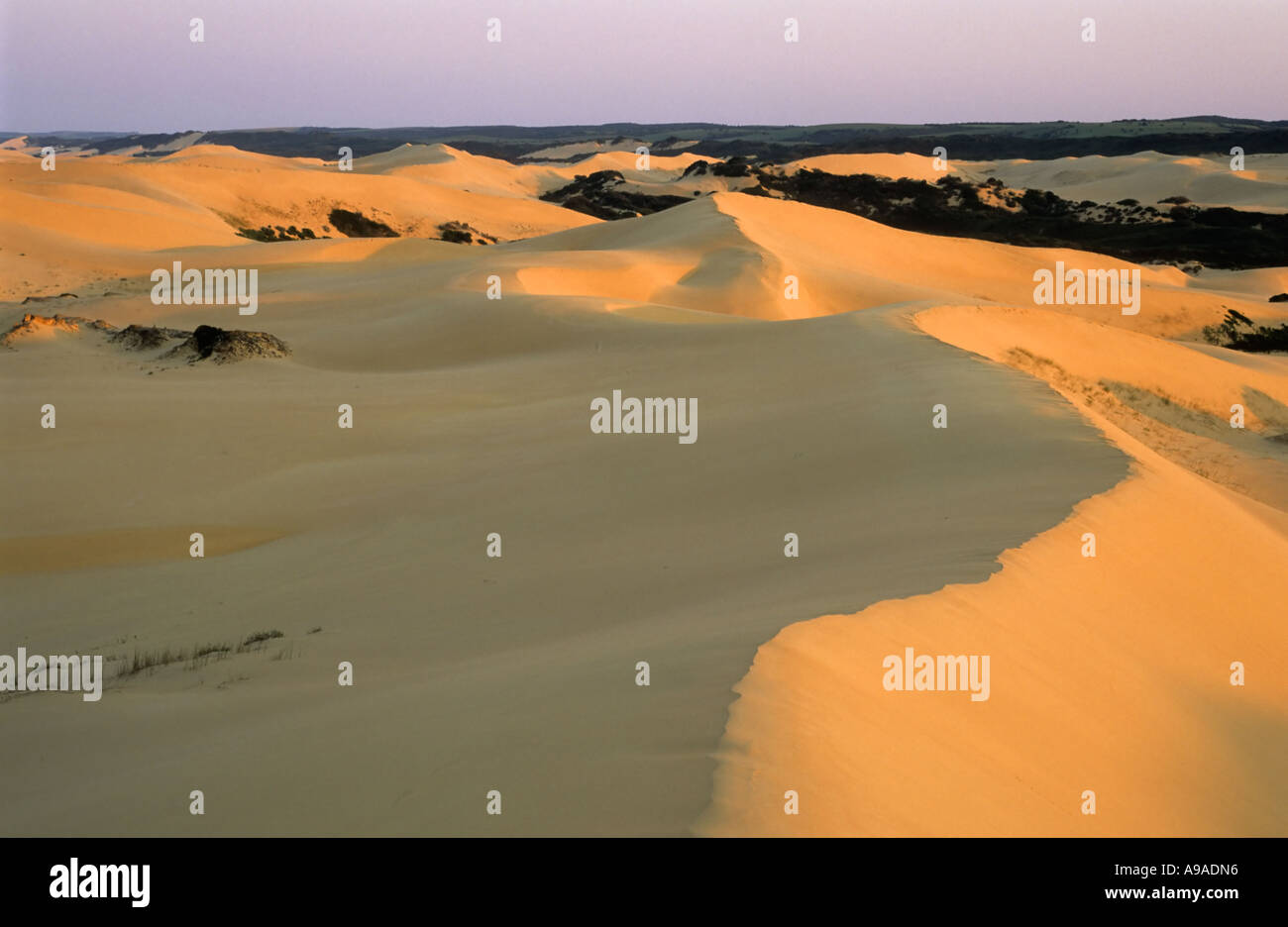 Dune field, Alexandria Trail, Woody Glen Nature Reserve, South Africa