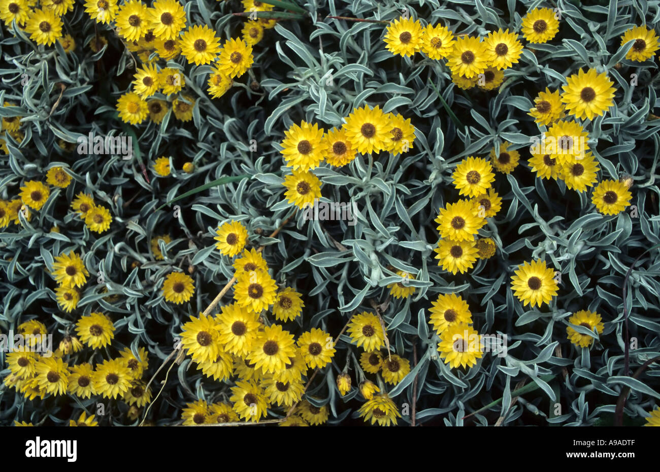 Yellow Everlasting flowers (Helichrysum sp.), Hogsback, South Africa