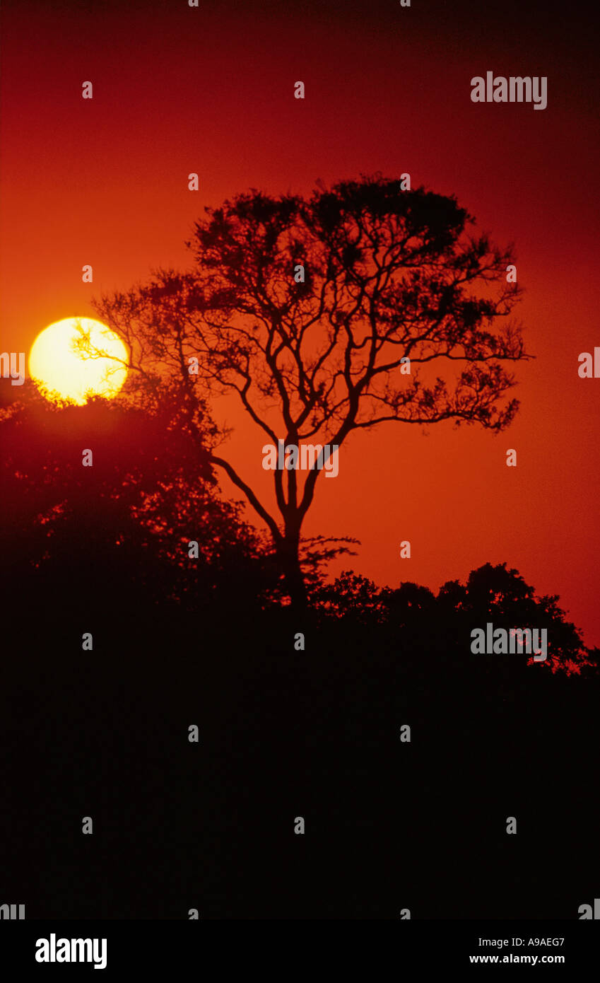 Sunset silhouette in the Mamili National Park, Eastern Caprivi Strip, Namibia, Africa Stock Photo