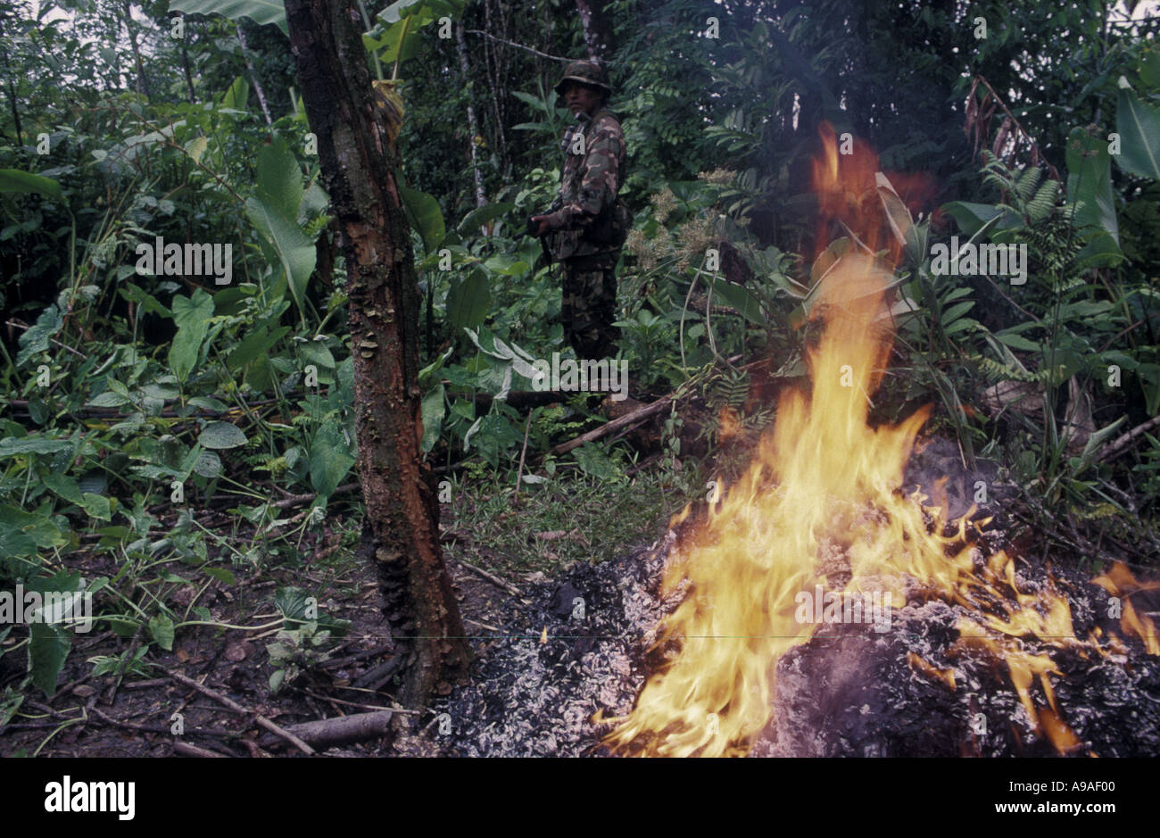 BOLIVIA Chapare Region burning seized coca leaves Stock Photo Alamy