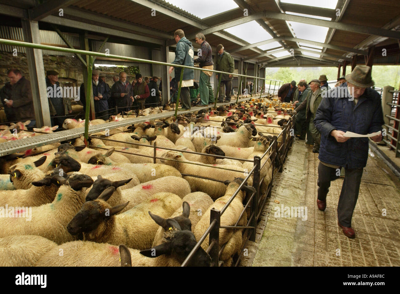Weekly sheep sale at Hay on Wye livestock market Powys Wales UK GB