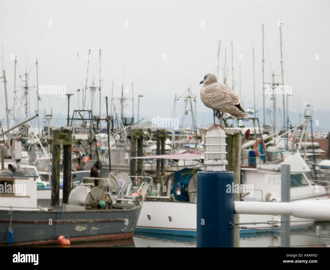 Seagull looking over Steveston Docks Stock Photo