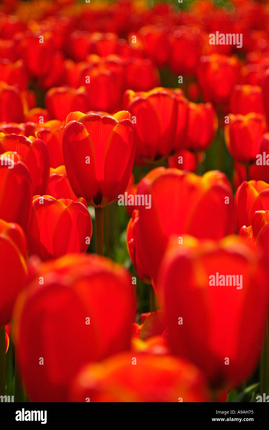 Scarlet red tulips close up at Keukenhof gardens Lisse Netherlands ...