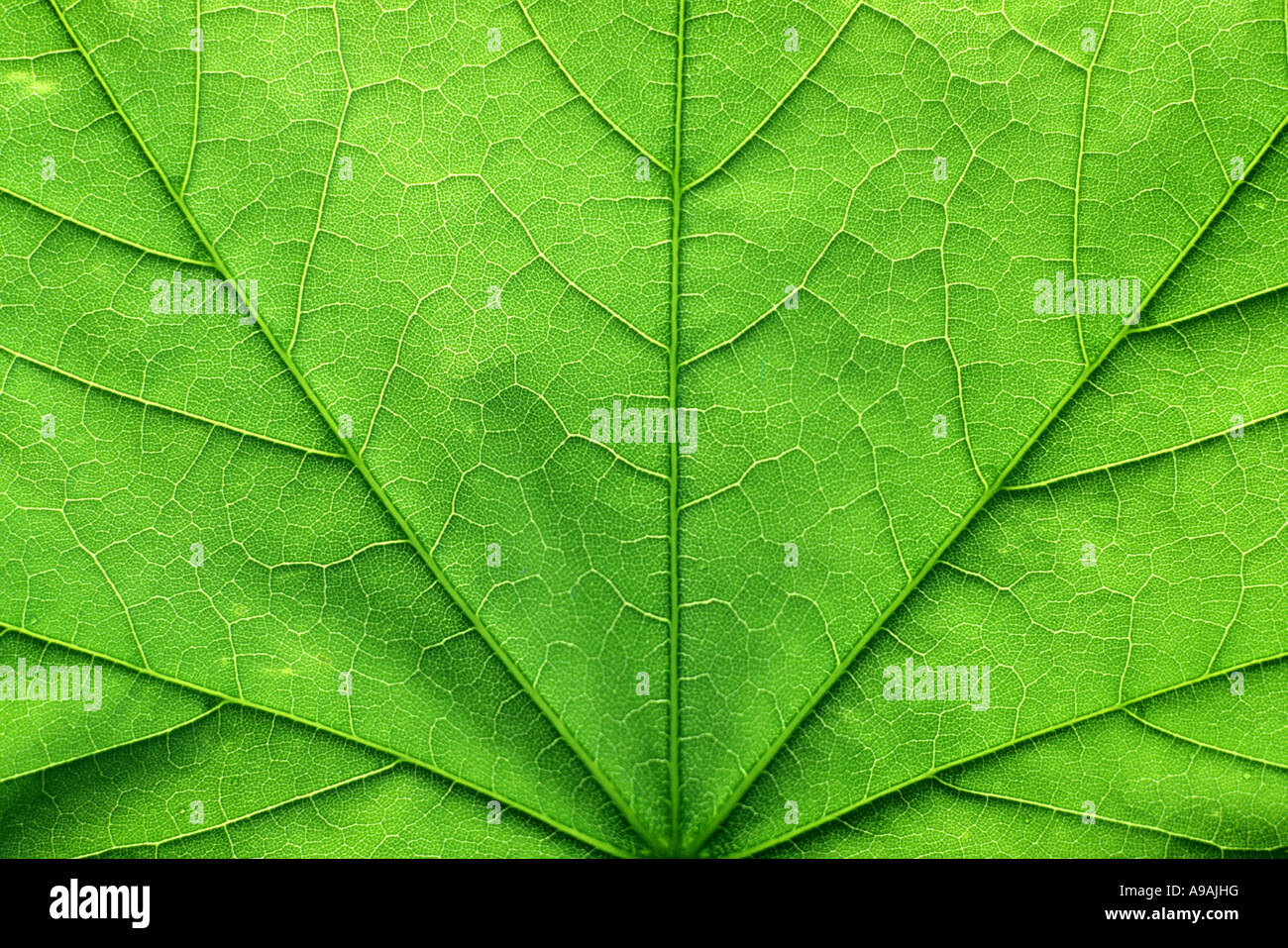 GREEN LEAF STRUCTURE  DETAIL Stock Photo