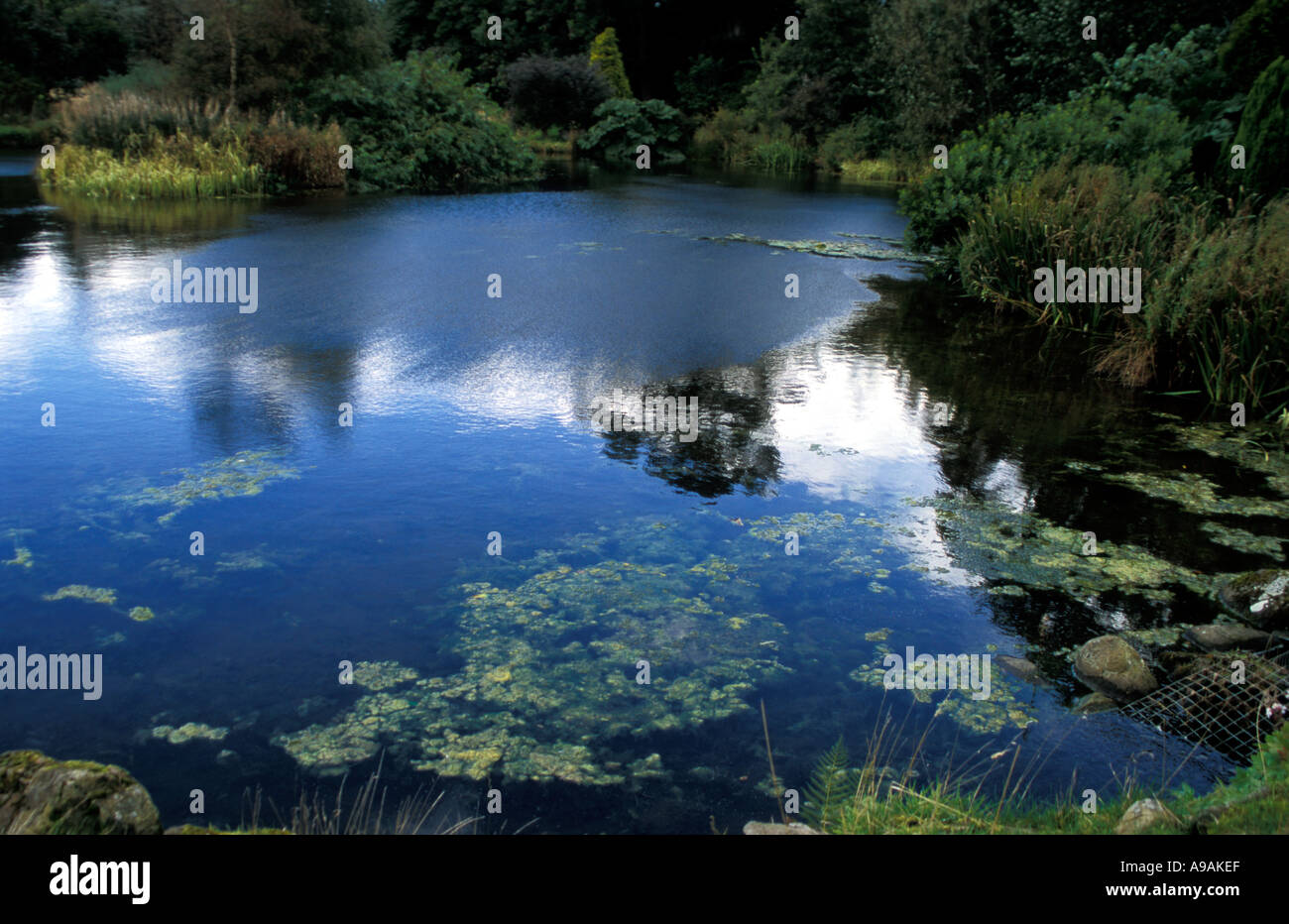 Pond Showing Signs of Pollution Stock Photo Alamy