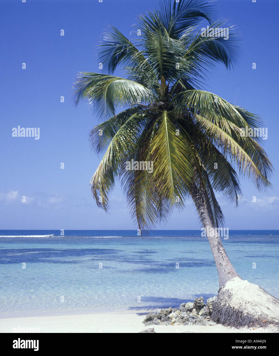 Beach palm tree tropical hi-res stock photography and images - Alamy