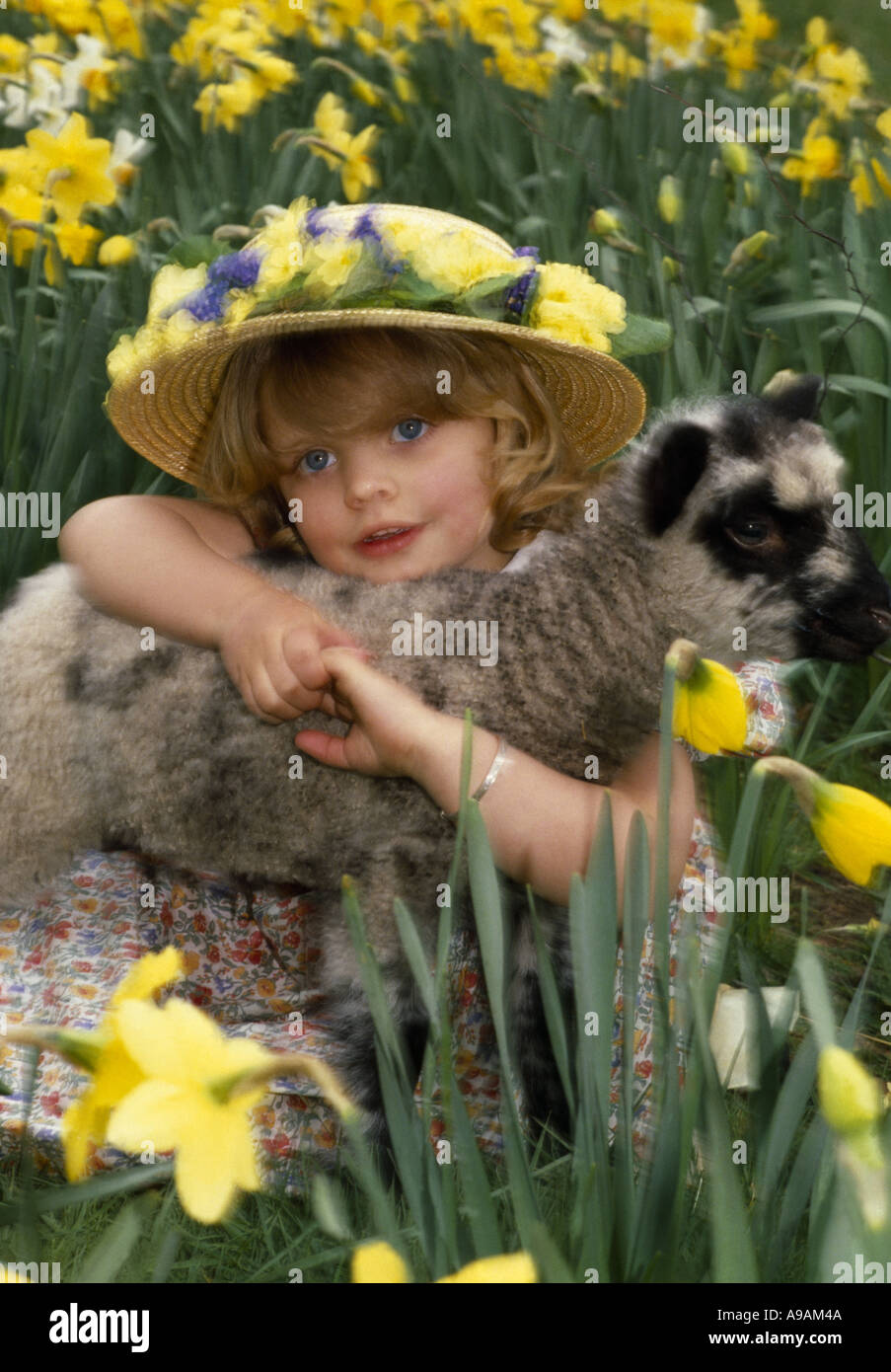 Small girl hugging lamb in fields of daffodils Stock Photo - Alamy