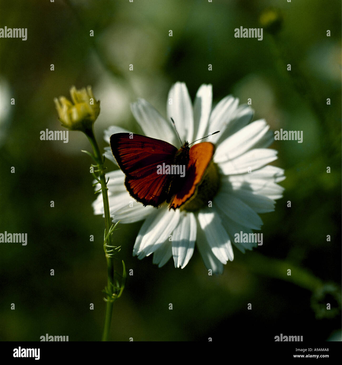 Close up of an orange butterfly on a white marguerite bloom Stock Photo