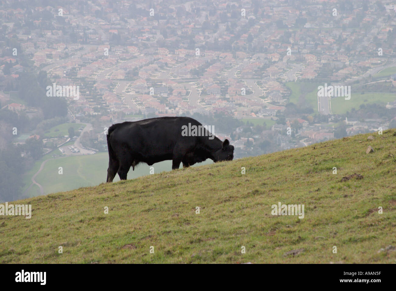 Cow grazing on hillside Stock Photo