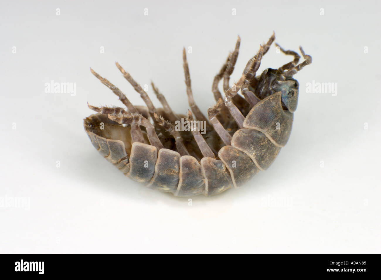 Pillbugs hi-res stock photography and images - Alamy