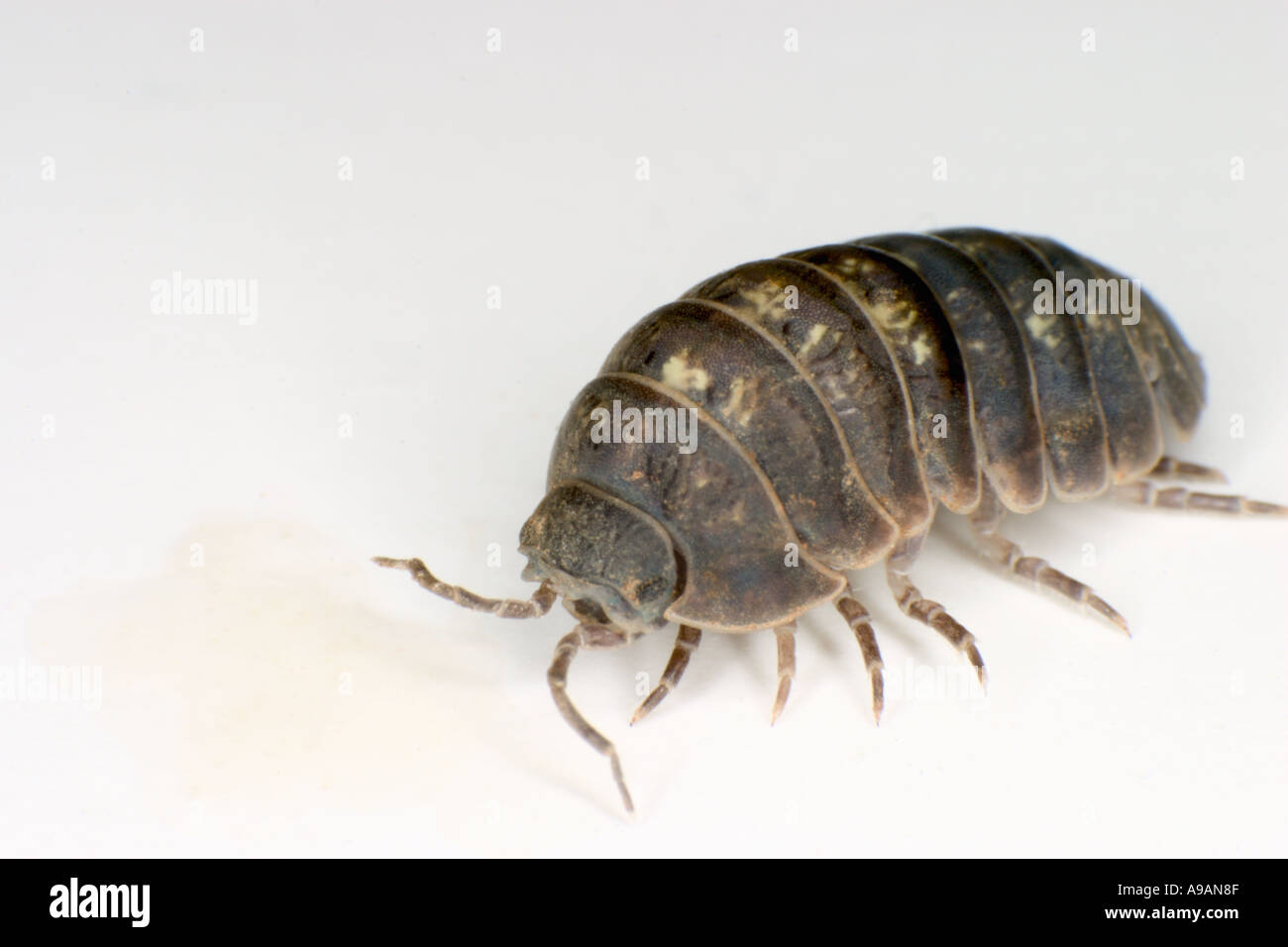 Sowbugs High Resolution Stock Photography And Images Alamy