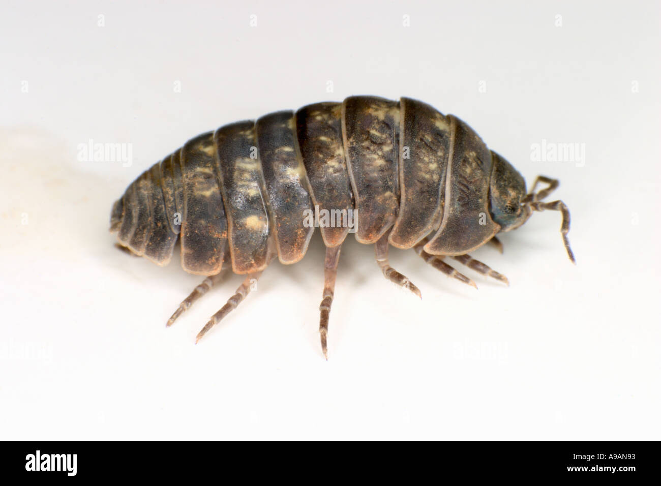Pill Bugs Up Close by Greg Pyers Pill Bugs Up Close by Greg Pyers