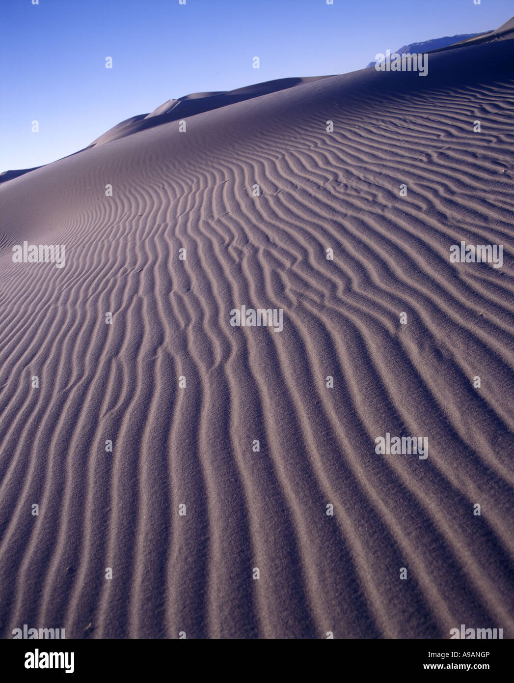 SCENIC RIPPLES IN BIG SAND DUNE AMARGOSA DESERT NEVADA USA Stock Photo Alamy