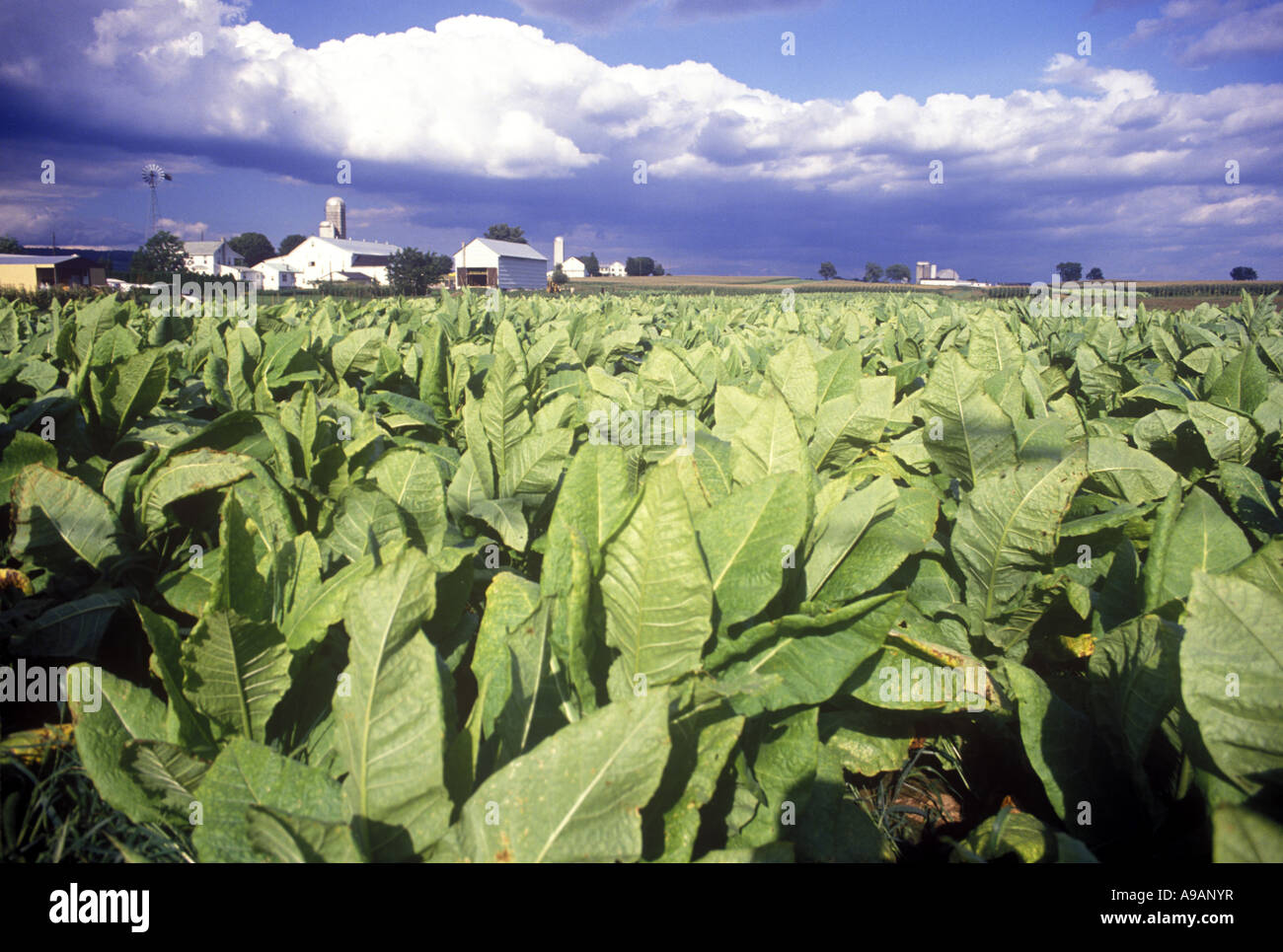 TOBACCO FIELD FARM LANCASTER COUNTY PENNSYLVANIA USA Stock Photo