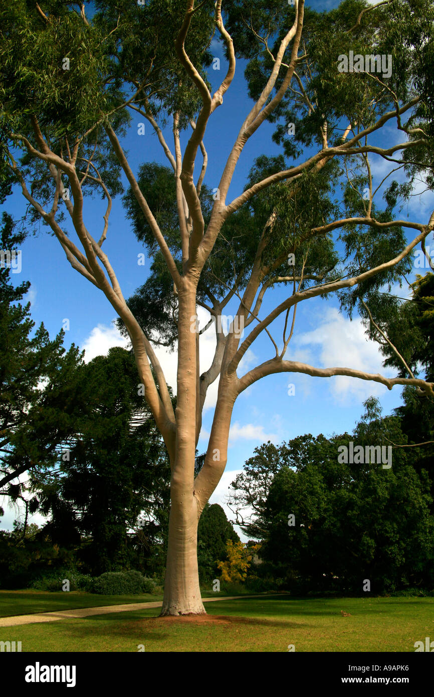 Gum tree in Australia Stock Photo