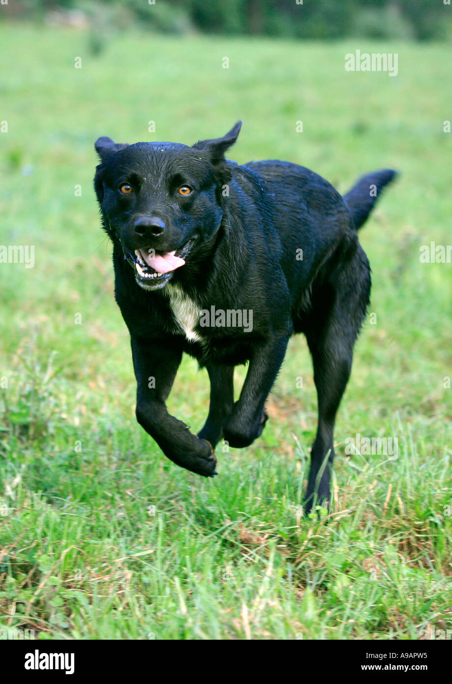 A black Labrador running towards camera with tongue hanging out Stock Photo