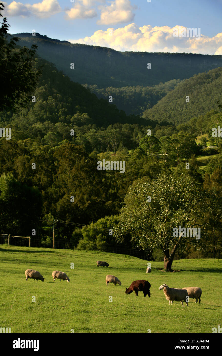Sheep and an Alpaca graze together in at Kangaroo Valley in New South Wales Australia Stock Photo