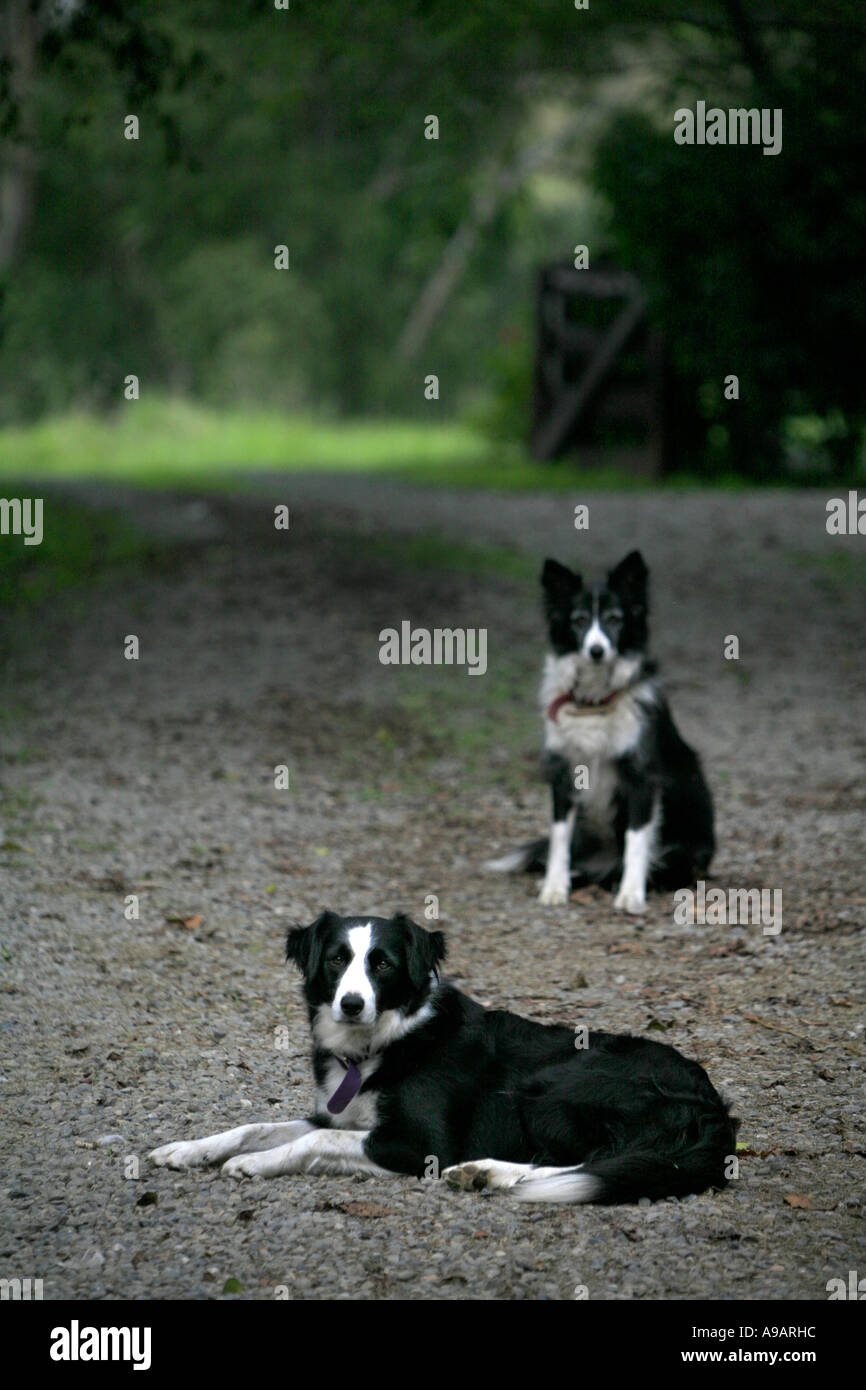 Border collie farm dogs Stock Photo