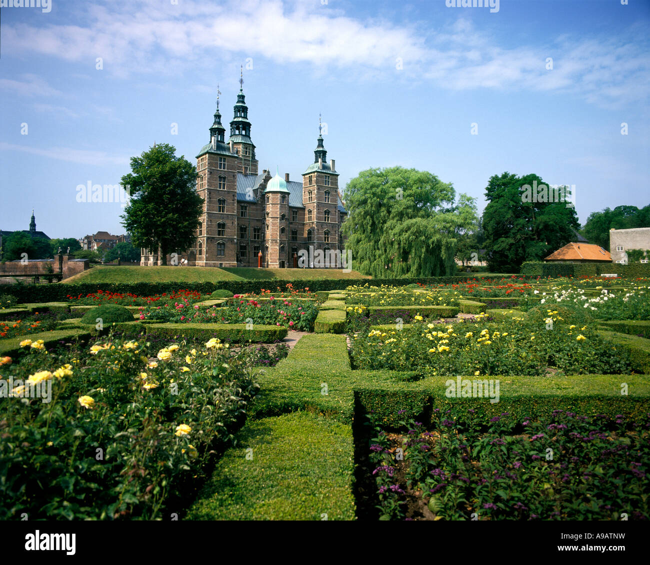 Rose of denmark hi-res stock photography and images - Alamy